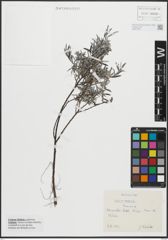 Foto von Salix repens L.